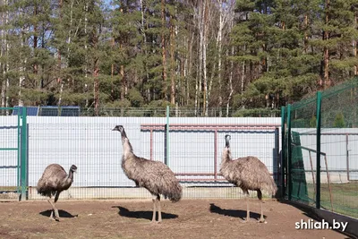 Birdsnews - новости о птицах - Птенец африканского страуса – самой крупной  птицы в мире. Только появившиеся на свет страусята весят «всего» 1 кг,  хорошо видят и готовы на подвиги. Уже на