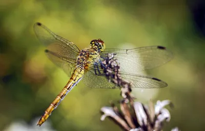 Стрекоза-метальщица красная (Crocothemis erythraea) - Picture Insect