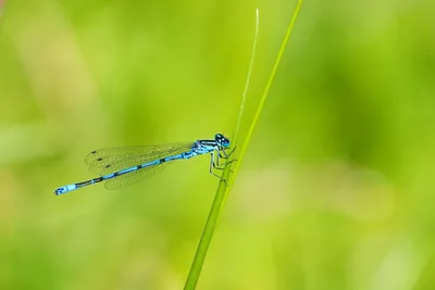 Стрекозы (Odonata) Республики Мордовия - Природа Республики Мордовия