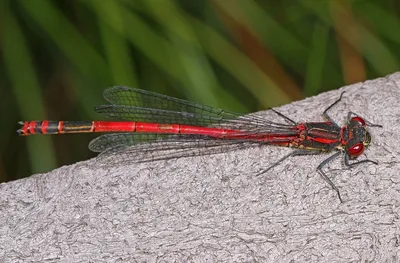 Стрекоза перевязанная.jpg - Dragonflies - Macroclub.org