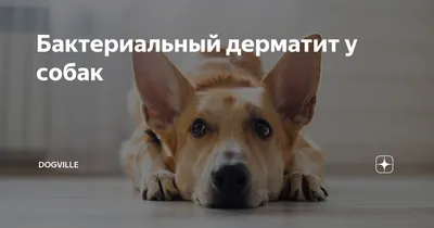 Чума плотоядных у собак 🐶 симптомы и лечение вируса, причины заражения