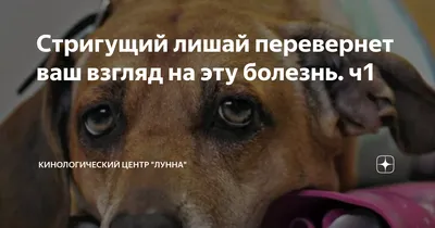 Кожные заболевания у собак симптомы и лечение 🐱 | Ветеринарная клиника  Ветдоктор