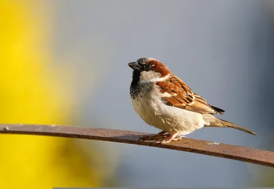 Азиатский пальмовый стриж - eBird