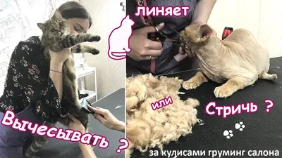 Популярные стрижки для кошек в формате PNG