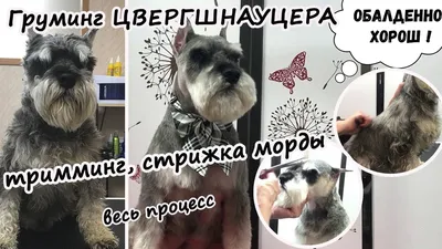 Красивые картинки стрижек цверга