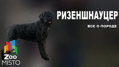 Стрижки цверга: фотки для вдохновения