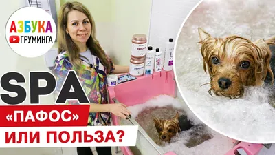 Как выбрать идеальную стрижку для йорка мальчика на фото