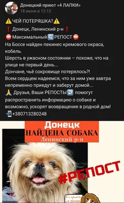 Плюшевый пекинес.... - Стрижка домашних животных | Facebook