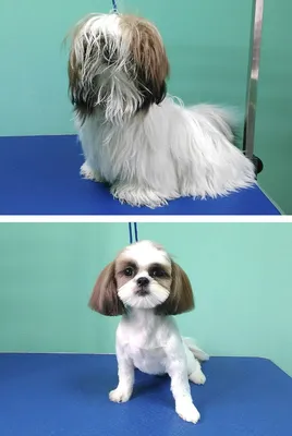 Стрижка ши тцу - цена в груминг салоне Barber Pet в Киеве