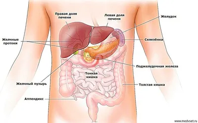 Строение брюшной полости женщины в картинках фотографии