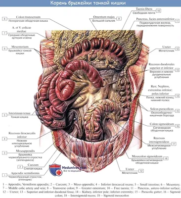 Картинки расположение органов человека (69 фото)