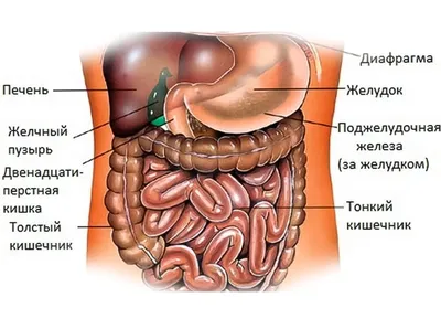 УЗИ органов брюшной полости (печень, желчный пузырь, поджелудочная железа,  селезнка)