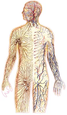 Брюшная и тазовая полости : нормальная анатомия | e-Anatomy