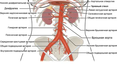 АНАТОМИЯ ЧЕЛОВЕКА | Энциклопедия Кругосвет