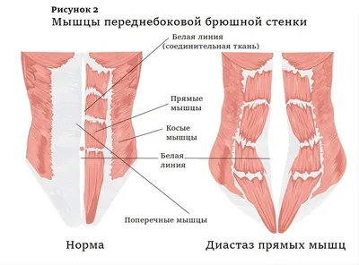 Анатомия человека: простое и доступное описание анатомических и  физиологических особенностей тела человека