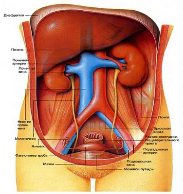 Анатомия органов брюшной полости | Remedium.ru