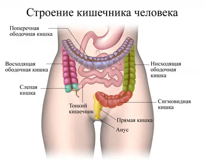 Кишечник Строение У Женщин Рисунок Анатомия (47 Фото)