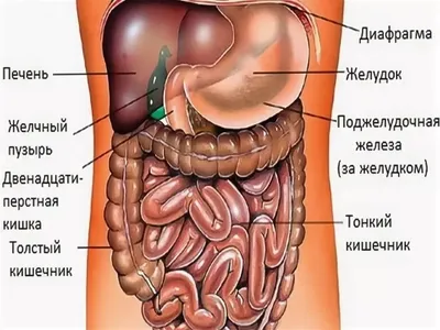 DoktorLerner.ru Органы ЖКТ - анатомия и физиология