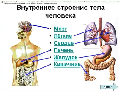 Ультразвуковая анатомия нормальной печени | Ветеринарная клиника доктора  Шубина