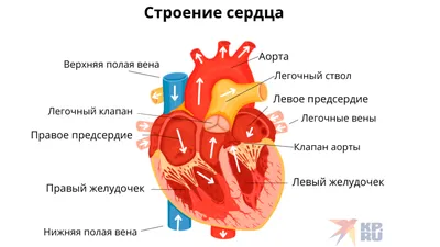 Картинки внутренне строение человека (44 фото) » Картинки, раскраски и  трафареты для всех - Klev.CLUB