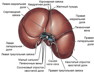 Сердце человека: где находится, как выглядит и работает, почему может болеть