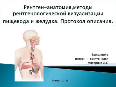 Анатомия и физиология желудка | Анабио | Дзен