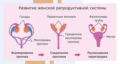 Внутренних Органов Человека Женщина — стоковые фотографии и другие картинки  Анатомия - Анатомия, Биология, Вертикальный - iStock