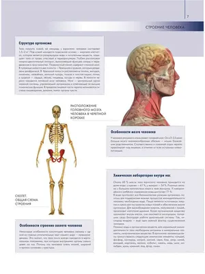 Брюшная и тазовая полости : нормальная анатомия | e-Anatomy