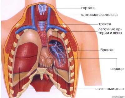 Анатомия человека: простое и доступное описание анатомических и  физиологических особенностей тела человека