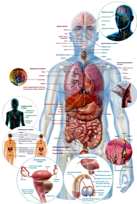 1 183 755 рез. по запросу «Anatomy» — изображения, стоковые фотографии,  трехмерные объекты и векторная графика | Shutterstock