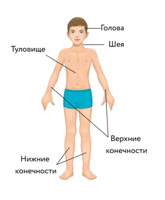 Обучающий стенд для ДОУ «Анатомия человека» с индукционной петлей заказать  по выгодной цене