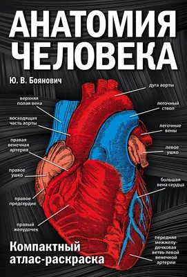 Плакат обучающий А2 ламинир. Скелет человека и система костей анатомический  457x610 мм - купить с доставкой по выгодным ценам в интернет-магазине OZON  (346075550)