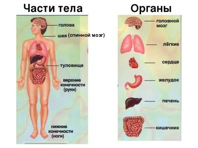 Анатомия человека для детей | Удоба - бесплатный конструктор  образовательных ресурсов