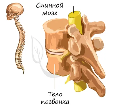 Анатомия, тело человека, строение …» — создано в Шедевруме