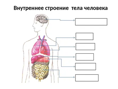 Атлас анатомии человека - Скелет человека