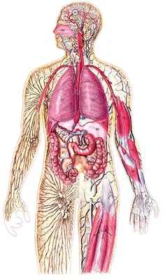 Картинки организм человека (49 фото) » Картинки, раскраски и трафареты для  всех - Klev.CLUB