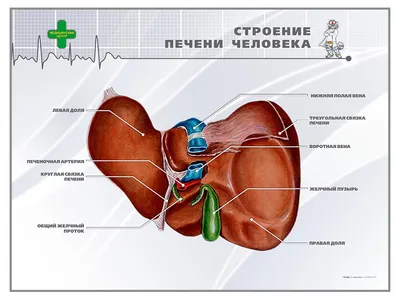 Постеры анатомия человека мышцы Плакаты для медиков Posuta 163665452 купить  за 270 ₽ в интернет-магазине Wildberries