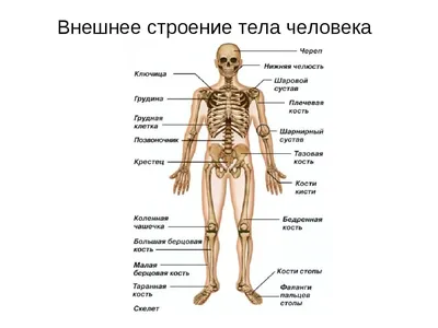 Скелет человека — Википедия