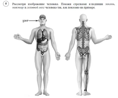 Пластическая анатомия: человеческое тело (вид сбоку) | Анатомия,  Человеческое тело, Биология