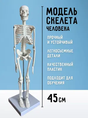 Анатомия человека: простое и доступное описание анатомических и  физиологических особенностей тела человека