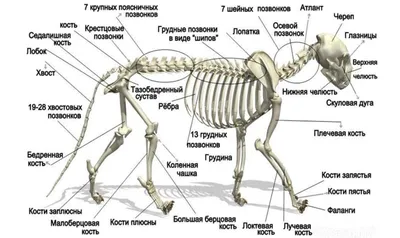 Анатомия кошки | Анатомия, Кошачий эскиз, Анатомия животных