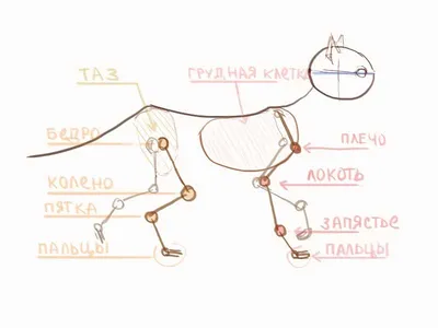 Особенности анатомии скелета кошки | ВКонтакте