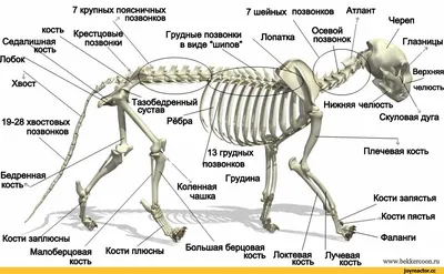 Скелет кошки (55 фото) | Кошки, Скелет, Животные