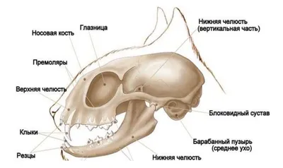 КТ-анатомия головы и шеи кошки : нормальная анатомия | vet-Anatomy