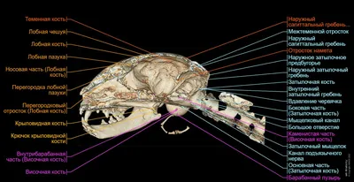 Файл:Scheme cat anatomy-ru.svg — Википедия