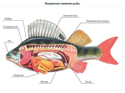 Презентация по биологии на тему: \"Внешнее и внутреннее строение рыб\" (7  класс).