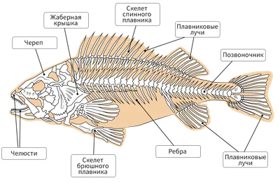 Надкласс Рыбы. Строение - YouTube