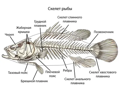 30. Рыбы. Класс Лучепёрые рыбы: внешнее строение, скелет и мускулатура.