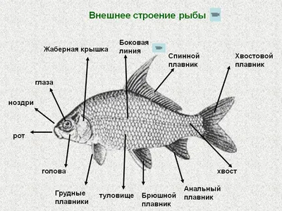 Почему рыбы не тонут? | Татьяна Серова | Дзен