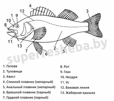 Общие сведения о рыбах - 28 Ноября 2012 - Зоология